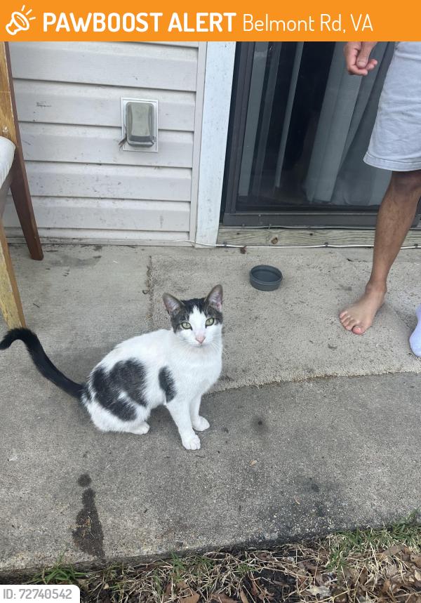 Found/Stray Male Cat last seen Belmont rd, Belmont Rd, VA 23235