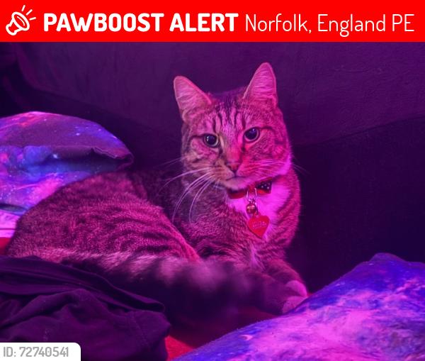 Lost Male Cat last seen Docs Kings lynn, Norfolk, England PE30