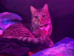 Lost Male Cat last seen Docs Kings lynn, Norfolk, England PE30