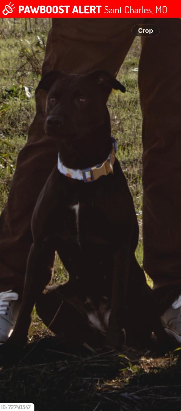 Lost Female Dog last seen Jungermann , Saint Charles, MO 63304