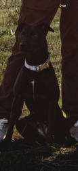 Lost Female Dog last seen Jungermann , Saint Charles, MO 63304