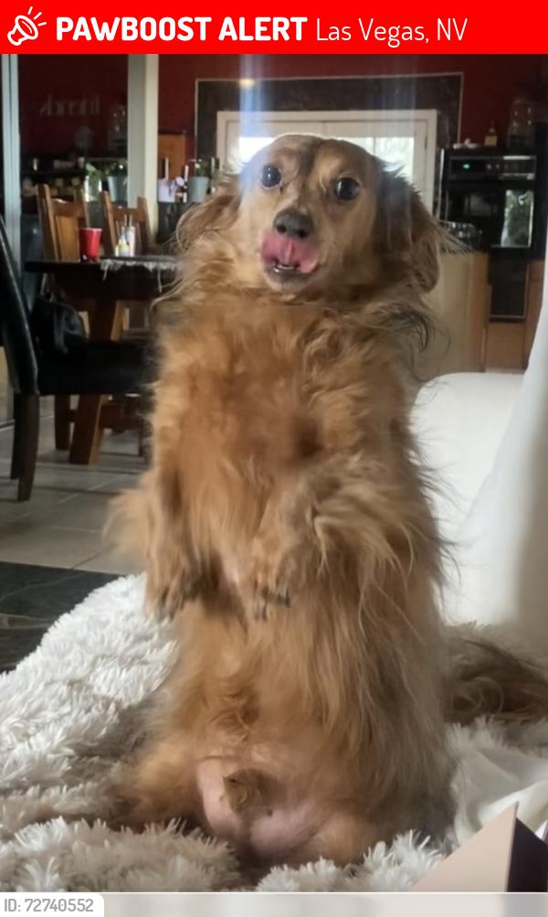 Lost Male Dog last seen Corbett and Grand Canyon , Las Vegas, NV 89149