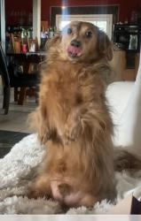 Lost Male Dog last seen Corbett and Grand Canyon , Las Vegas, NV 89149