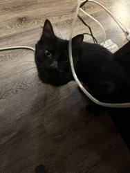 Lost Male Cat last seen Near W Baseline Rd, Tempe, AZ 85283