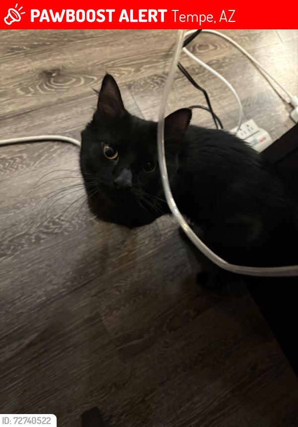 Lost Male Cat last seen Near W Baseline Rd, Tempe, AZ 85283
