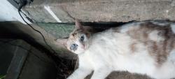 Lost Female Cat last seen between college dr and texas blvd, Texarkana, TX 75503