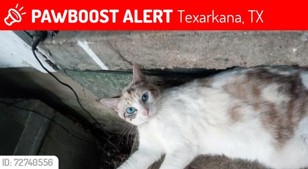 Lost Female Cat last seen between college dr and texas blvd, Texarkana, TX 75503