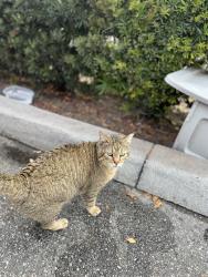 Found/Stray Male Cat last seen Behind Mooyah Restaurant, Orlando, FL 32806