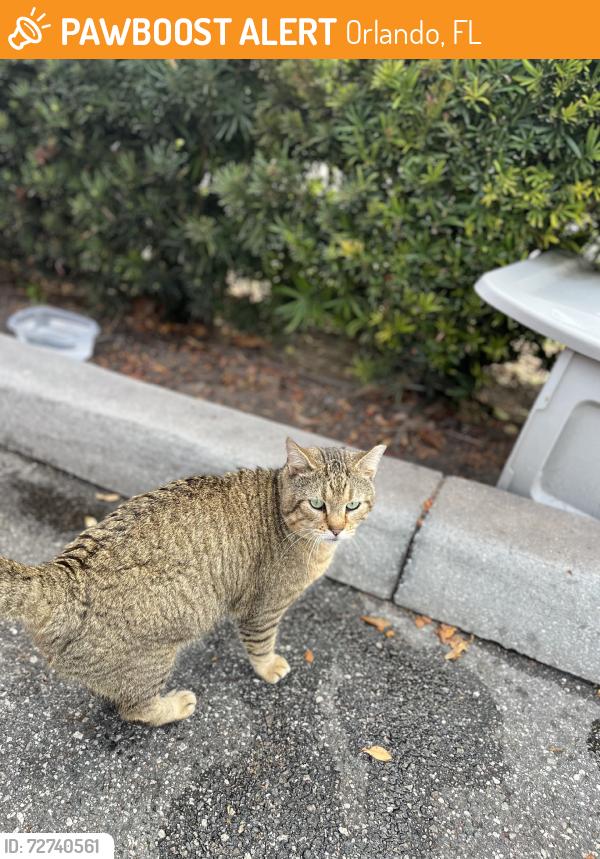 Found/Stray Male Cat last seen Behind Mooyah Restaurant, Orlando, FL 32806