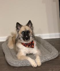Lost Female Dog last seen Near , Bessemer City, NC 28016