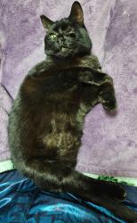 Lost Female Cat last seen Kingtree, Lancaster, CA 93534