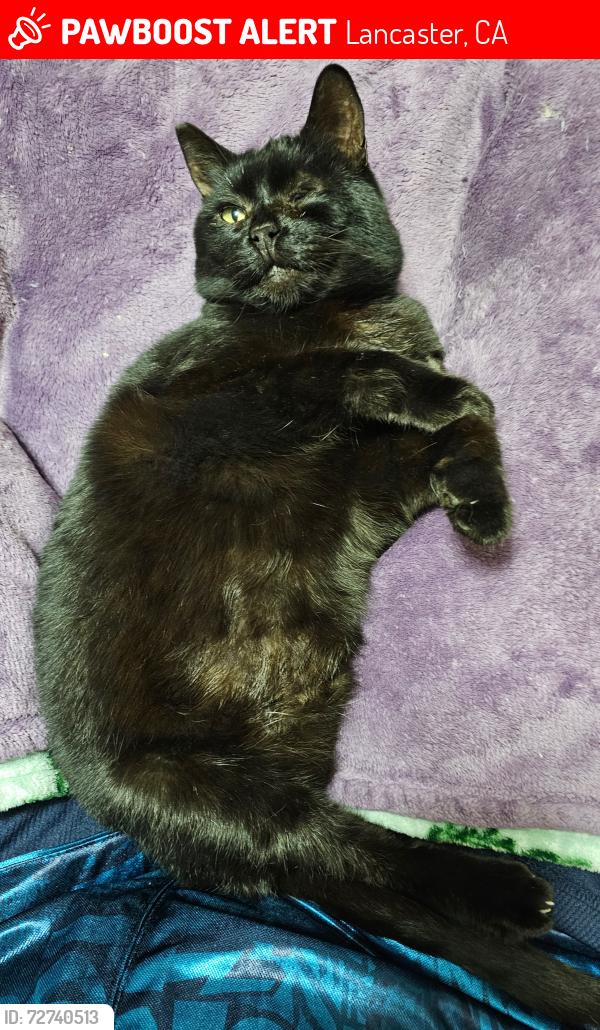 Lost Female Cat last seen Kingtree, Lancaster, CA 93534