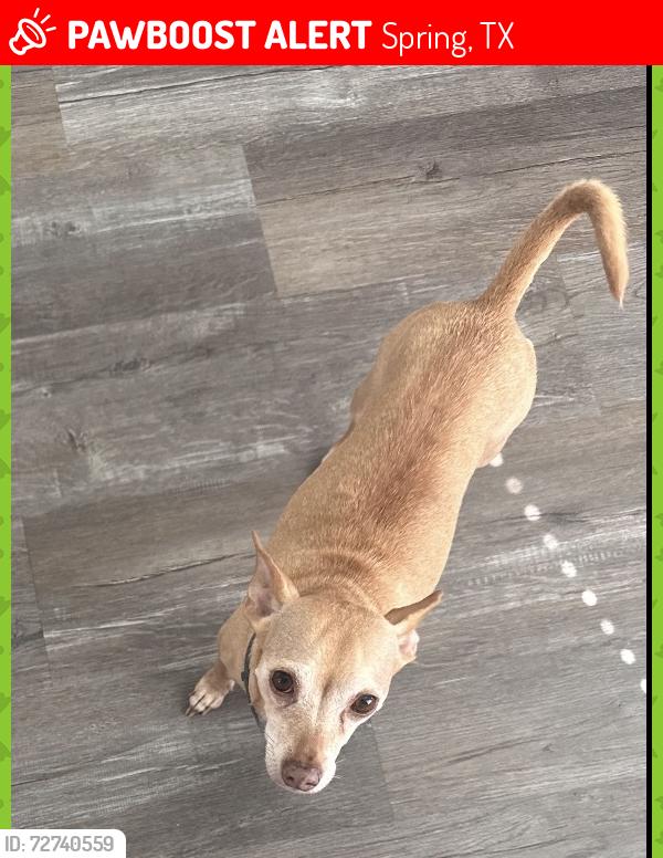 Lost Female Dog last seen Cypresswood Dr , Spring, TX 77373
