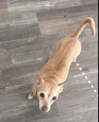 Lost Female Dog last seen Cypresswood Dr , Spring, TX 77373