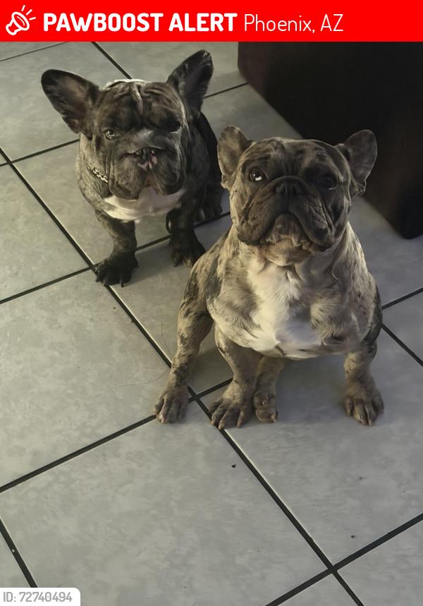 Lost Female Dog last seen 61st Rosevelt , Phoenix, AZ 85043