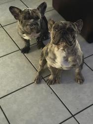 Lost Female Dog last seen 61st Rosevelt , Phoenix, AZ 85043
