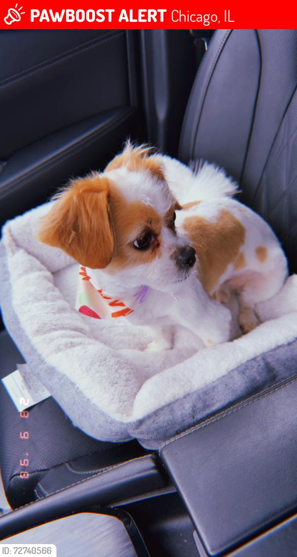 Lost Male Dog last seen Elizabeth and Racine , Chicago, IL 60620