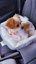 Lost Male Dog last seen Elizabeth and Racine , Chicago, IL 60620