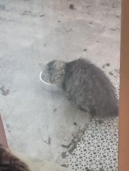 Found/Stray Unknown Cat last seen Near the highway and 7/11, St. Louis, MO 63146