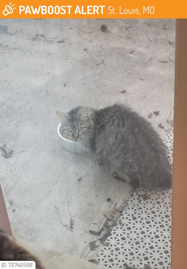 Found/Stray Unknown Cat last seen Near the highway and 7/11, St. Louis, MO 63146
