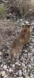 Found/Stray Unknown Dog last seen Leon Creek, San Antonio, TX 78251
