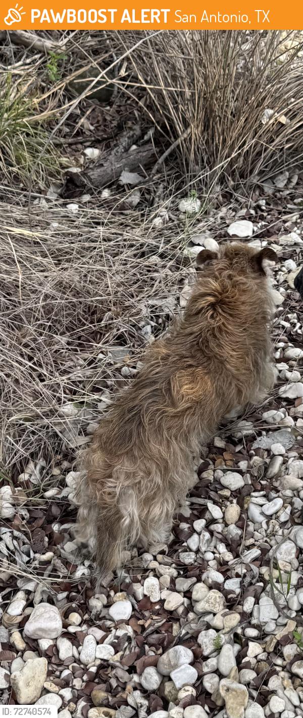 Found/Stray Unknown Dog last seen Leon Creek, San Antonio, TX 78251