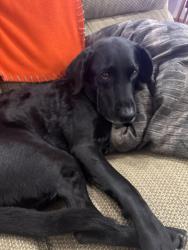Lost Male Dog last seen Near Bruce Randolph Ave , Denver, CO 80205