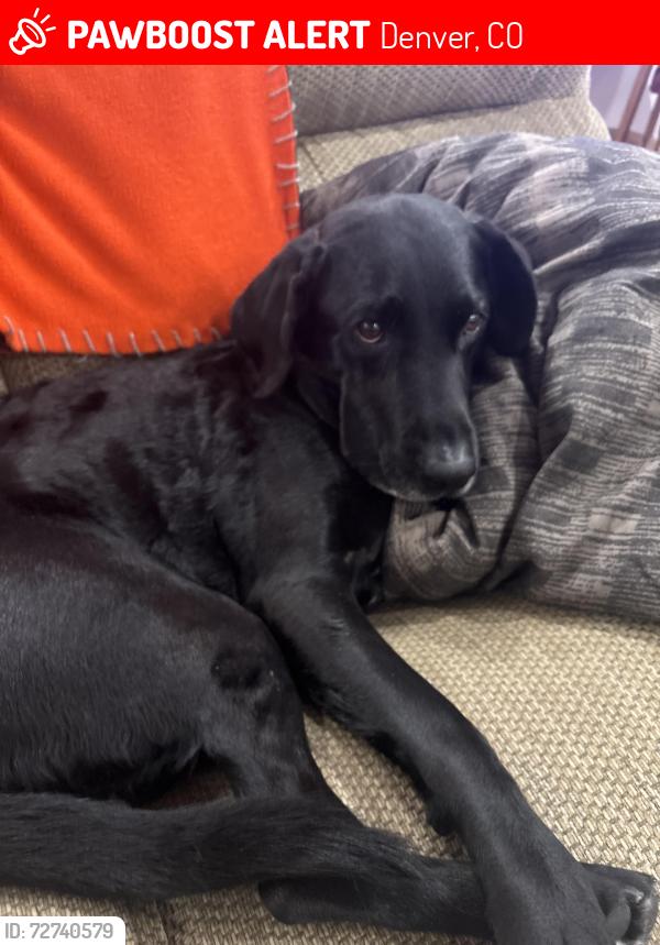 Lost Male Dog last seen Near Bruce Randolph Ave , Denver, CO 80205