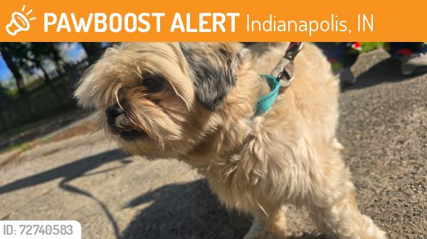 Found/Stray Male Dog last seen Falcon and 34th street, Indianapolis, IN 46222