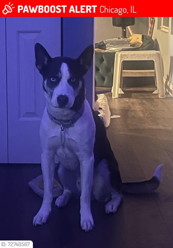 Lost Male Dog last seen 66th S Damen and 65th Damen by JJ fish, Chicago, IL 60636