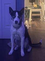 Lost Male Dog last seen 66th S Damen and 65th Damen by JJ fish, Chicago, IL 60636