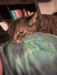 Reunited Female Cat last seen Fruitvale Rd, California, USA, Placer County, CA 95658