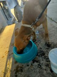 Found/Stray Male Dog last seen 16th Ave and Havana st , Aurora, CO 80010