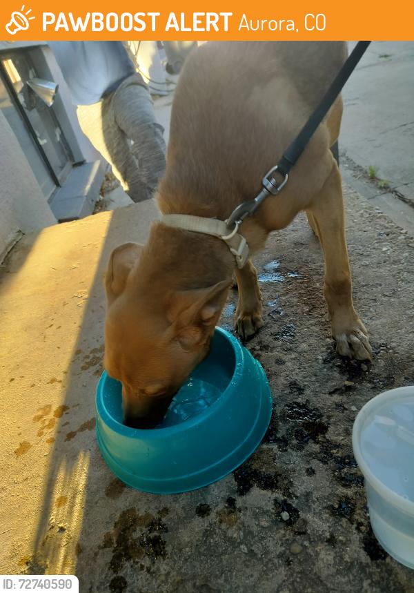 Found/Stray Male Dog last seen 16th Ave and Havana st , Aurora, CO 80010