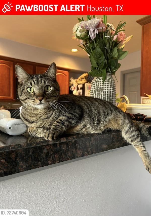 Lost Male Cat last seen Eastheimer street, Houston, TX 77064