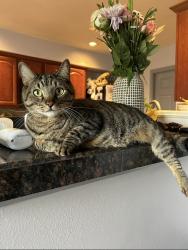 Lost Male Cat last seen Eastheimer street, Houston, TX 77064