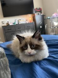 Lost Male Cat last seen Rainbow and Grand Teton, Las Vegas, NV 89131
