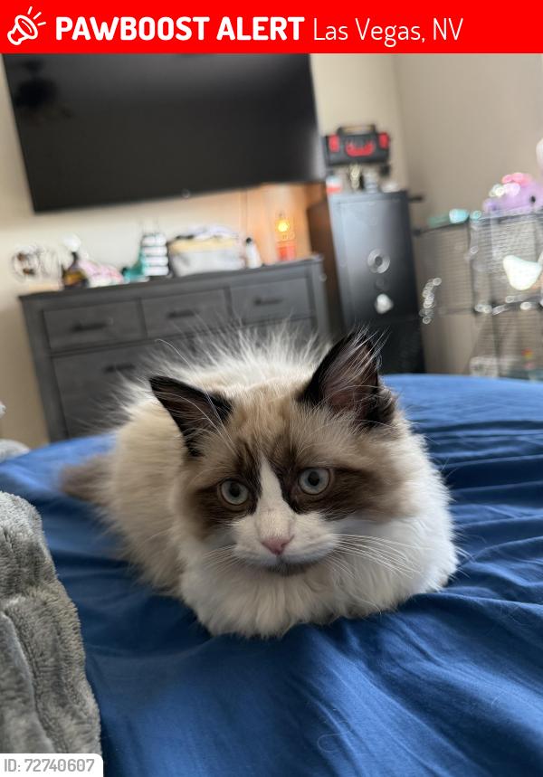 Lost Male Cat last seen Rainbow and Grand Teton, Las Vegas, NV 89131