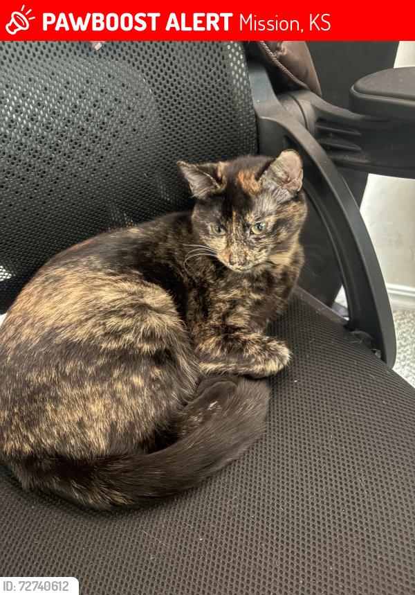 Lost Female Cat last seen 51st street and Lamar, Mission, KS 66202