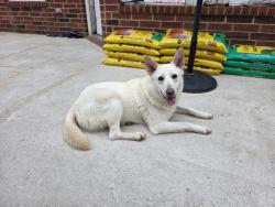 Found/Stray Female Dog last seen Near Alief Clodine Rd, Houston, TX 77082, Houston, TX 77082