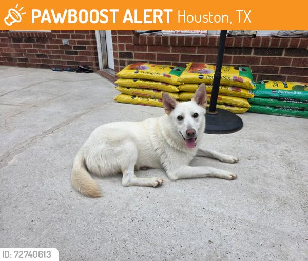 Found/Stray Female Dog last seen Near Alief Clodine Rd, Houston, TX 77082, Houston, TX 77082