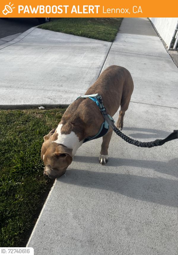 Found/Stray Male Dog last seen Fulton Avenue and Century Boulevard, Lennox, CA 90304
