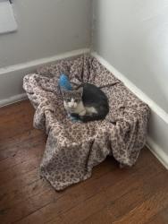 Lost Female Cat last seen Fall creek, Indianapolis, IN 46225