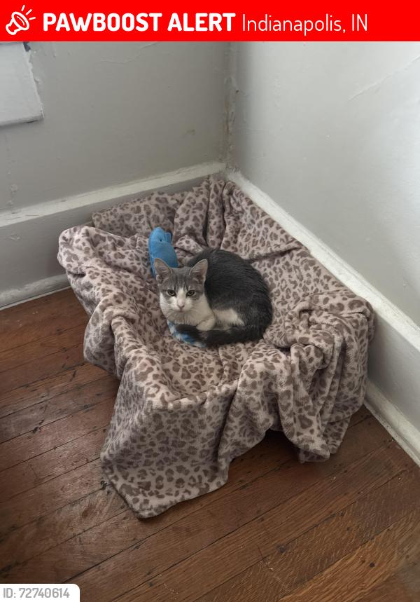 Lost Female Cat last seen Fall creek, Indianapolis, IN 46225
