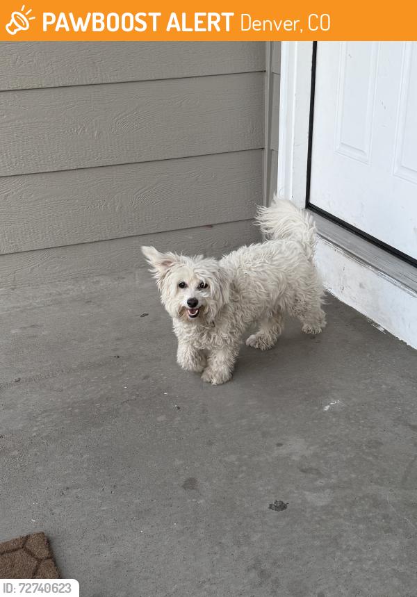 Found/Stray Female Dog last seen 52nd and Chambers, Denver, CO 80239