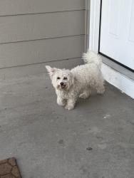 Found/Stray Female Dog last seen 52nd and Chambers, Denver, CO 80239