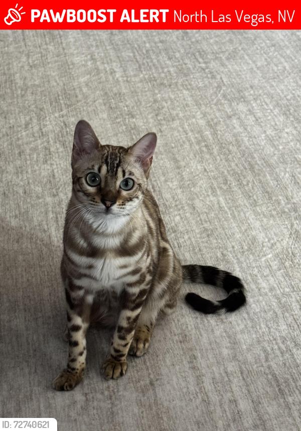 Lost Female Cat last seen Tideview Street, North Las Vegas, NV 89081