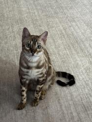 Lost Female Cat last seen Tideview Street, North Las Vegas, NV 89081