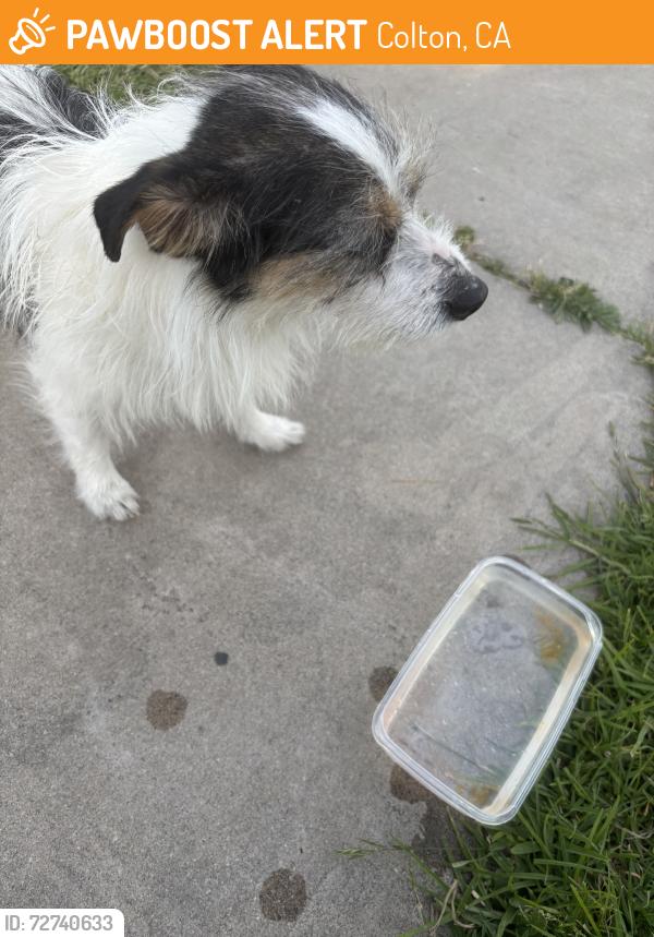 Found/Stray Male Dog last seen Near grand ave colton, Colton, CA 92324