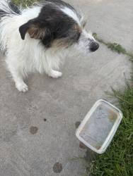 Found/Stray Male Dog last seen Near grand ave colton, Colton, CA 92324